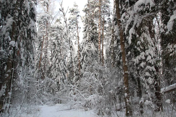 Snow Covered Trees Winter Forest Cold Day Blue Sky Sun — Stock Photo, Image