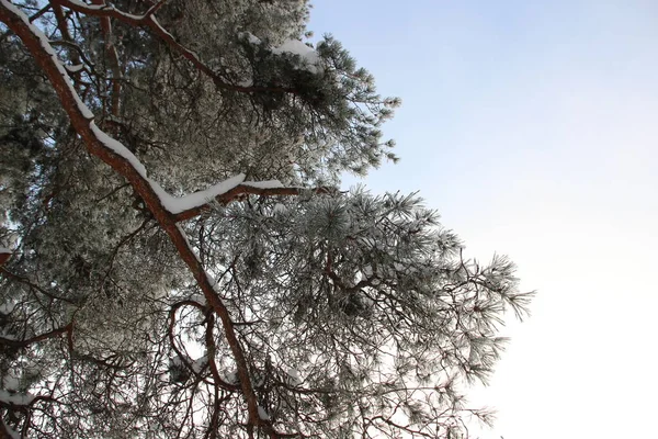 Snow Covered Trees Winter Forest Cold Day Blue Sky Sun — Stock Photo, Image