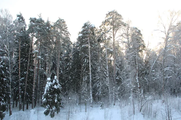 Snow Covered Trees Winter Forest Cold Day Blue Sky — стоковое фото