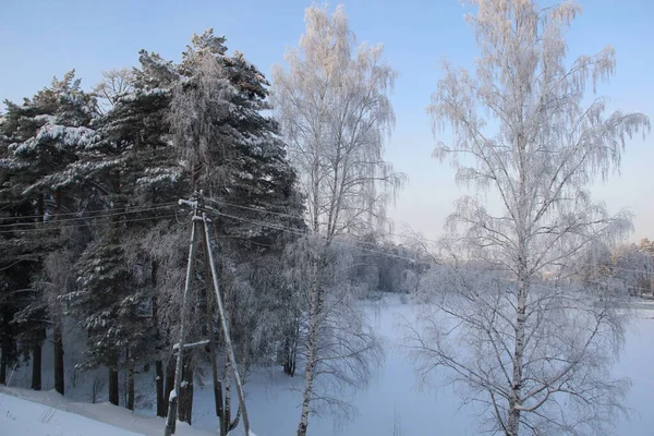 Árvores Cobertas Neve Floresta Inverno Dia Frio Com Céu Azul — Fotografia de Stock