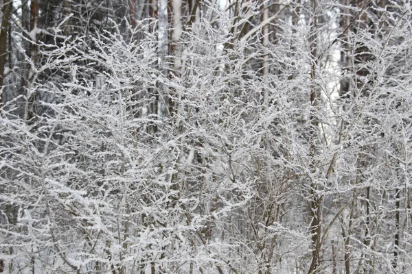 Snow Covered Trees Winter Forest Cold Day Blue Sky — Stock Photo, Image