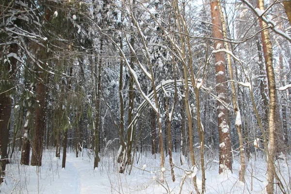 Snow Covered Trees Winter Forest Cold Day Blue Sky — стоковое фото