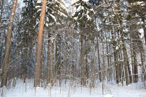 Snow Covered Trees Winter Forest Cold Day Blue Sky — Foto Stock