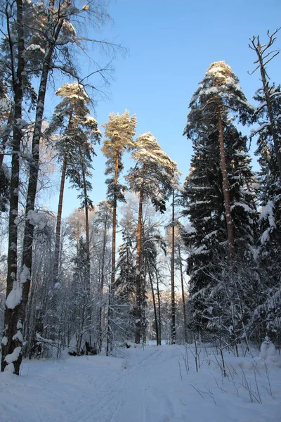 Snow Covered Trees Winter Forest Cold Day Blue Sky — стоковое фото