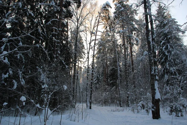 Kış Ormanlarında Kar Ağaçları Kapladı Soğuk Bir Günde Mavi Gökyüzü — Stok fotoğraf