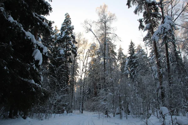 Snow Covered Trees Winter Forest Cold Day Blue Sky — стоковое фото