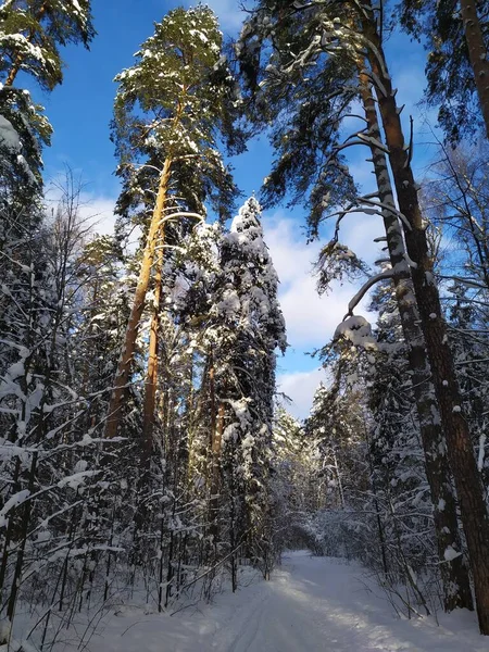Снігові Покриті Дерева Російському Зимовому Лісі Яскравий Сонячний День Блакитним — стокове фото