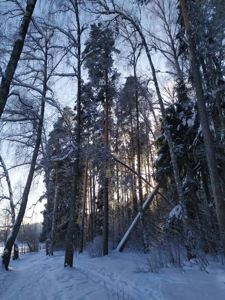 在阳光灿烂 蓝天的俄罗斯冬季森林里 积雪覆盖着树木 — 图库照片