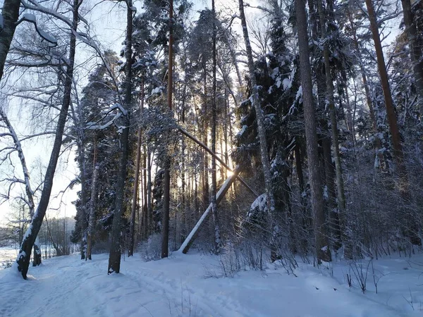 Заснеженные Деревья Русском Зимнем Лесу Яркий Солнечный День Голубым Небом — стоковое фото