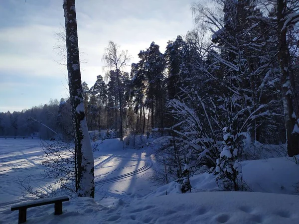 Заснеженные Деревья Русском Зимнем Лесу Яркий Солнечный День Голубым Небом — стоковое фото