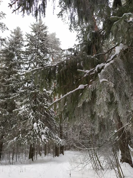 Floresta Inverno Neve Geada Com Pista Esqui — Fotografia de Stock