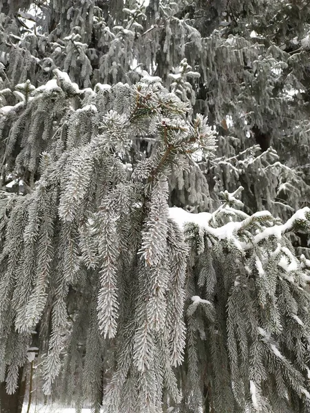 Frost Snow Covered Fir Tree Branches Forest — Stock Photo, Image