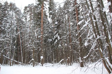 Kar, Rusya ormanlarındaki ağaçları bulutlu kış gününde kapladı.