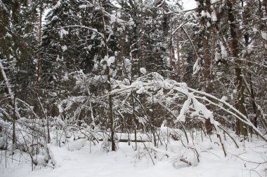Kar, Rusya ormanlarındaki ağaçları bulutlu kış gününde kapladı.