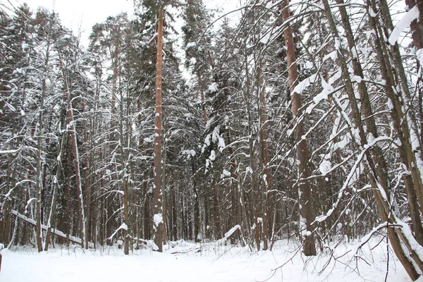 Alberi Ricoperti Neve Nella Foresta Russa Giornata Invernale Nuvolosa — Foto Stock