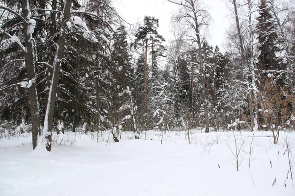 Besneeuwde Bomen Het Russische Bos Bewolkte Winterdag — Stockfoto