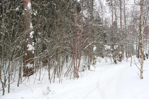 Alberi Innevati Nella Foresta Invernale Giornata Bianca Con Neve Caduta — Foto Stock
