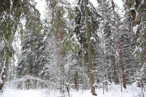 Karla kaplı ağaçlar kış ormanlarında Beyaz bir günde karla kaplı
