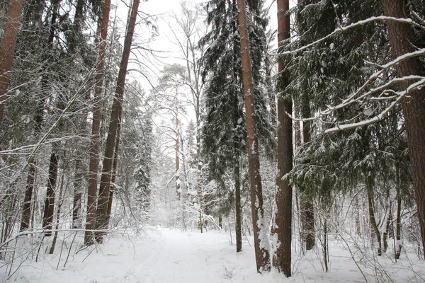 Заснеженные Деревья Зимнем Лесу Белый День Выпадением Снега — стоковое фото