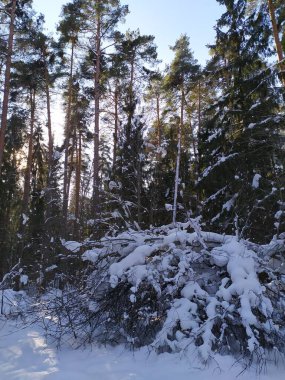 Kış ormanlarında güneşli bir günde karla kaplı ağaçlar.