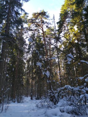 Kış ormanlarında güneşli bir günde karla kaplı ağaçlar.