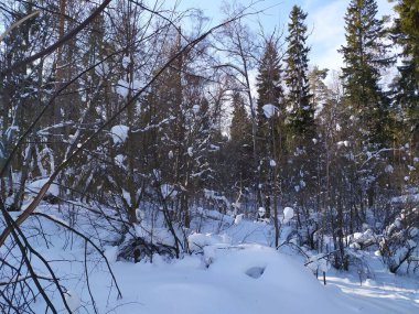 Kış ormanlarında güneşli bir günde karla kaplı ağaçlar.