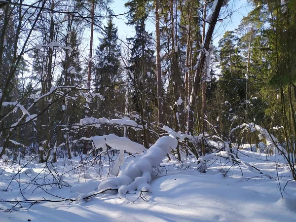 Snow Covered Trees Winter Forest Sunny Day — Stock Photo, Image