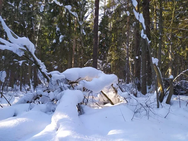 Alberi Innevati Nella Foresta Invernale Nella Giornata Sole — Foto Stock