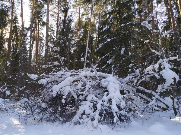 Árvores Cobertas Neve Floresta Inverno Dia Ensolarado — Fotografia de Stock
