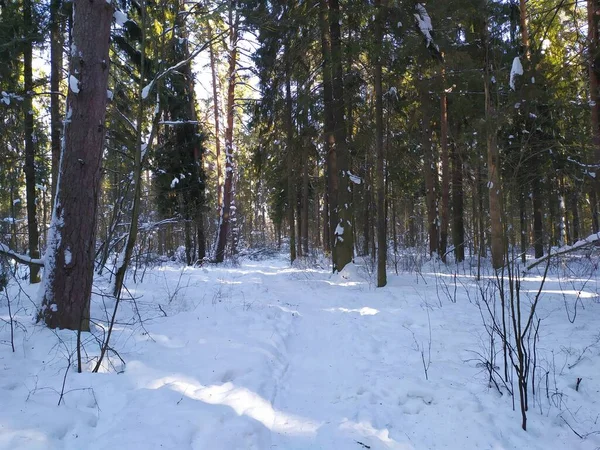 Kış Ormanlarında Güneşli Bir Günde Karla Kaplı Ağaçlar — Stok fotoğraf