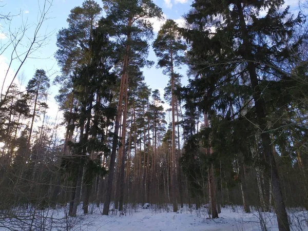 Skog Snöig Vinter Solig Dag Med Blå Himmel — Stockfoto