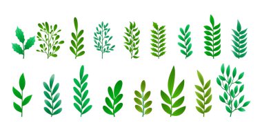 Noel tasarımı için gerçekçi çam yaprakları. 