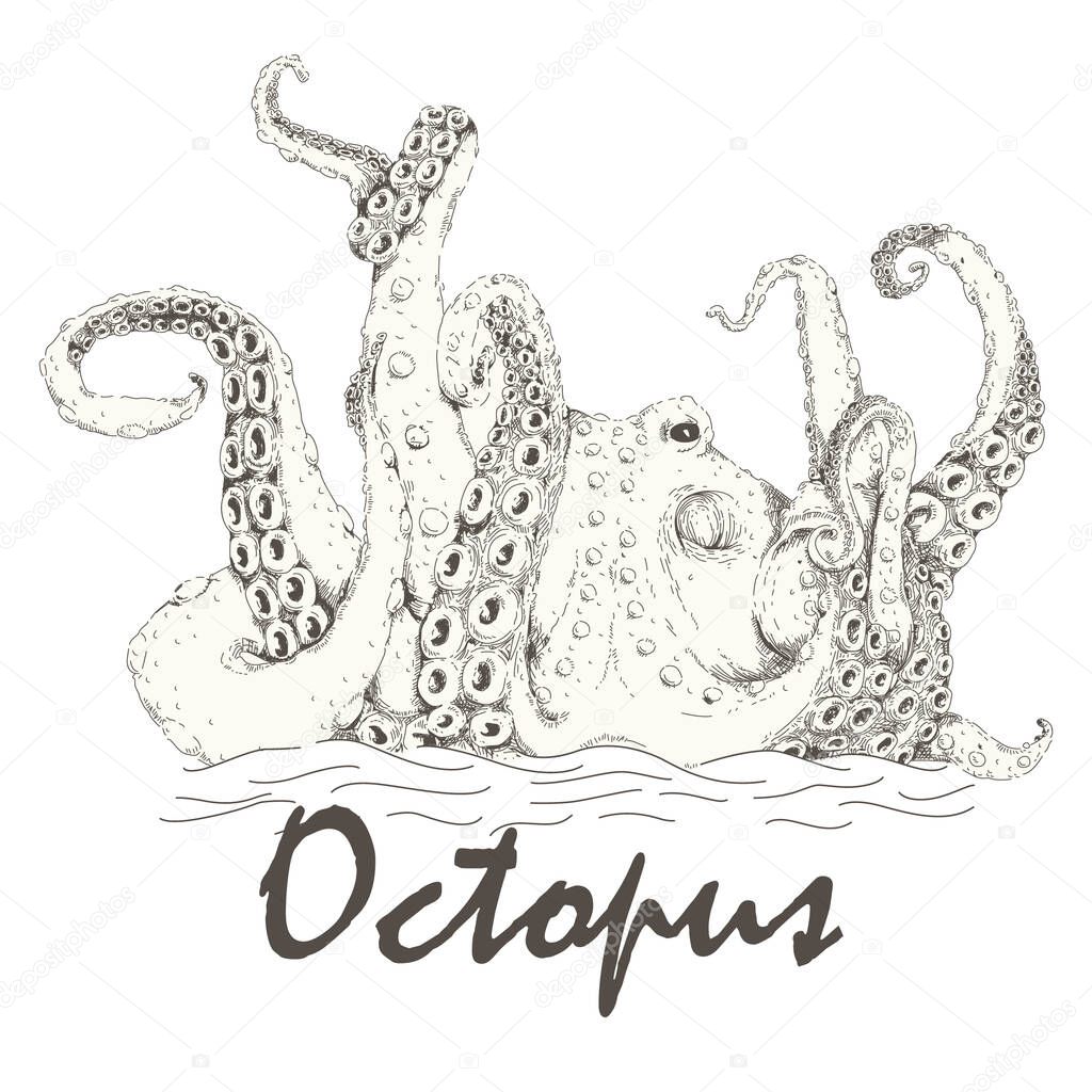 Detailed octopus drawing isolated illustration