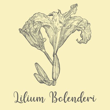 Güzel el yapımı liyum vektörü.