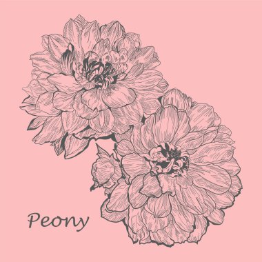 Şakayık çizgi çizim vektörü