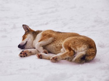 Soğuk bir kış gününde beyaz kar üzerinde yatan yalnız evsiz köpeğe yakın. Hayvan bakımı, evlat edinme, barınma konsepti