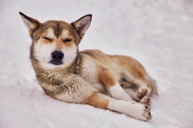 Soğuk bir kış gününde beyaz kar üzerinde yatan yalnız evsiz köpeğe yakın. Hayvan bakımı, evlat edinme, barınma konsepti