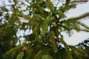 Kürk ağacı ya da çam ağacının dikenli dalları. Doğal kozalaklı arkaplan dokusu
