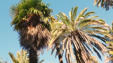 Rüzgarda dalgalanan ağaç palmiyesi Akdeniz kıyılarında mavi bir gökyüzüne karşı, rüzgarda dalgalanan palmiye ağacı kışın İtalya 'nın Akdeniz kıyısında mavi bir gökyüzüne karşı.
