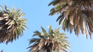 Rüzgarda dalgalanan ağaç palmiyesi Akdeniz kıyılarında mavi bir gökyüzüne karşı, rüzgarda dalgalanan palmiye ağacı kışın İtalya 'nın Akdeniz kıyısında mavi bir gökyüzüne karşı.