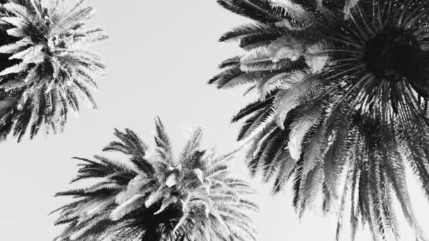 Schwarz-weiße Palmen am Meer in Italien im Winter in Genua im Dezember, Blick von unten auf die schwarz-weißen Palmen an der italienischen Küste in Genua