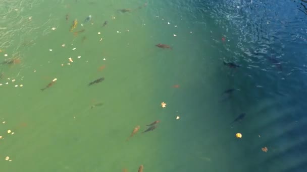Величезні Золоті Рибки Карп Пливуть Каналу Садах Фонтена Німс Півдні — стокове відео