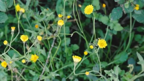 黄色的蒲公英绽放在法国南部绿草和植物的背景下 — 图库视频影像