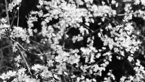 フランス南部の春には桜 枝には花を咲かせます 黒と白 — ストック動画