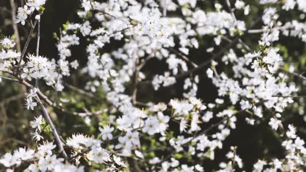 Cseresznyevirág Gyümölcsfa Tavasszal Dél Franciaországban Virágok Ágakon Virágfa Nyári Cseresznye — Stock videók
