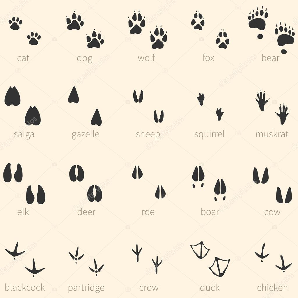 20 動物足跡アイコンのベクトルを設定 — ストックベクター © nikiteev