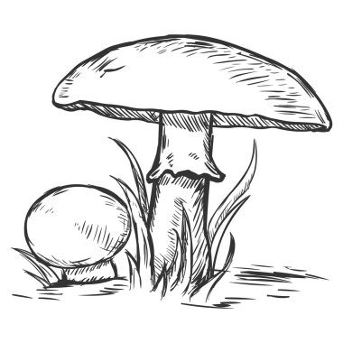 Vector sketch illustration - two mushrooms clipart