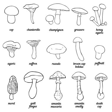Vector set of outline illustration - mushrooms clipart
