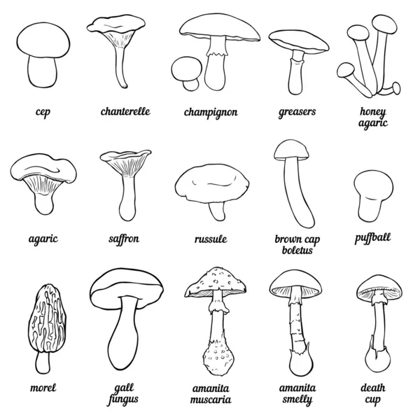 Vector set overzicht illustratie - paddestoelen — Stockvector