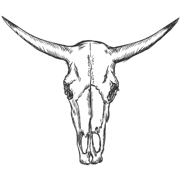 Ilustración de bosquejo vectorial - cráneo de vaca viejo — Vector de stock